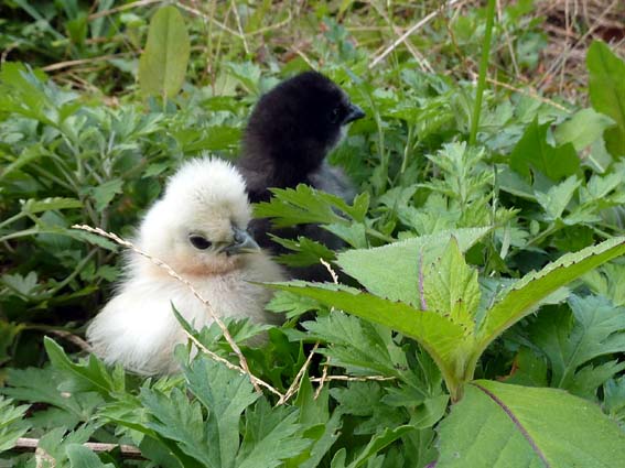 烏骨鶏のひよこ